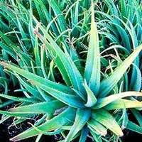 imgi_16_i-aloe