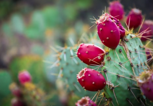 prickly-pear